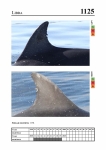 2019 East Coast Scotland Bottlenose Dolphin Photo-ID Catalogue, image ID 2073