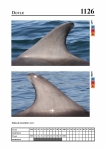 2019 East Coast Scotland Bottlenose Dolphin Photo-ID Catalogue, image ID 2074