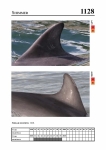 2019 East Coast Scotland Bottlenose Dolphin Photo-ID Catalogue, image ID 2075