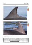 2019 East Coast Scotland Bottlenose Dolphin Photo-ID Catalogue, image ID 2076