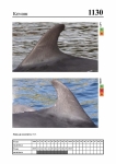 2019 East Coast Scotland Bottlenose Dolphin Photo-ID Catalogue, image ID 2077