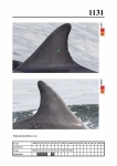 2019 East Coast Scotland Bottlenose Dolphin Photo-ID Catalogue, image ID 2078