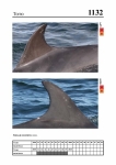2019 East Coast Scotland Bottlenose Dolphin Photo-ID Catalogue, image ID 2079