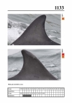 2019 East Coast Scotland Bottlenose Dolphin Photo-ID Catalogue, image ID 2080