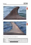2019 East Coast Scotland Bottlenose Dolphin Photo-ID Catalogue, image ID 2081