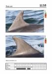 2019 East Coast Scotland Bottlenose Dolphin Photo-ID Catalogue, image ID 2082