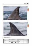 2019 East Coast Scotland Bottlenose Dolphin Photo-ID Catalogue, image ID 2083