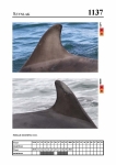 2019 East Coast Scotland Bottlenose Dolphin Photo-ID Catalogue, image ID 2084