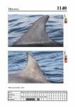 2019 East Coast Scotland Bottlenose Dolphin Photo-ID Catalogue, image ID 2085