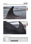 2019 East Coast Scotland Bottlenose Dolphin Photo-ID Catalogue, image ID 2086