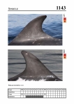 2019 East Coast Scotland Bottlenose Dolphin Photo-ID Catalogue, image ID 2087