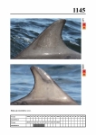 2019 East Coast Scotland Bottlenose Dolphin Photo-ID Catalogue, image ID 2089