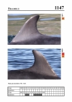 2019 East Coast Scotland Bottlenose Dolphin Photo-ID Catalogue, image ID 2091