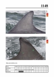 2019 East Coast Scotland Bottlenose Dolphin Photo-ID Catalogue, image ID 2092