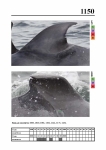 2019 East Coast Scotland Bottlenose Dolphin Photo-ID Catalogue, image ID 2093