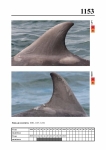 2019 East Coast Scotland Bottlenose Dolphin Photo-ID Catalogue, image ID 2094