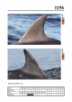 2019 East Coast Scotland Bottlenose Dolphin Photo-ID Catalogue, image ID 2095