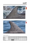 2019 East Coast Scotland Bottlenose Dolphin Photo-ID Catalogue, image ID 2096