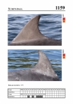 2019 East Coast Scotland Bottlenose Dolphin Photo-ID Catalogue, image ID 2097