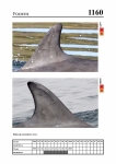 2019 East Coast Scotland Bottlenose Dolphin Photo-ID Catalogue, image ID 2098