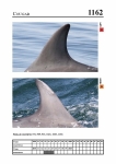 2019 East Coast Scotland Bottlenose Dolphin Photo-ID Catalogue, image ID 2099