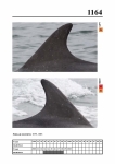 2019 East Coast Scotland Bottlenose Dolphin Photo-ID Catalogue, image ID 2100