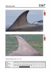 2019 East Coast Scotland Bottlenose Dolphin Photo-ID Catalogue, image ID 2101