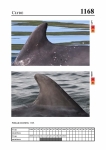2019 East Coast Scotland Bottlenose Dolphin Photo-ID Catalogue, image ID 2102