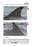2019 East Coast Scotland Bottlenose Dolphin Photo-ID Catalogue, image ID 2103