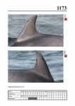 2019 East Coast Scotland Bottlenose Dolphin Photo-ID Catalogue, image ID 2104
