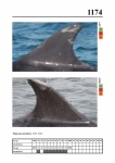 2019 East Coast Scotland Bottlenose Dolphin Photo-ID Catalogue, image ID 2105