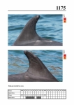 2019 East Coast Scotland Bottlenose Dolphin Photo-ID Catalogue, image ID 2106