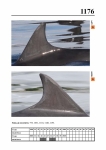 2019 East Coast Scotland Bottlenose Dolphin Photo-ID Catalogue, image ID 2107