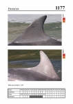 2019 East Coast Scotland Bottlenose Dolphin Photo-ID Catalogue, image ID 2108