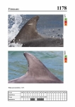 2019 East Coast Scotland Bottlenose Dolphin Photo-ID Catalogue, image ID 2109
