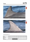2019 East Coast Scotland Bottlenose Dolphin Photo-ID Catalogue, image ID 2110