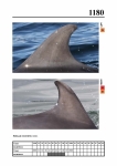 2019 East Coast Scotland Bottlenose Dolphin Photo-ID Catalogue, image ID 2111