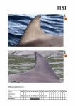 2019 East Coast Scotland Bottlenose Dolphin Photo-ID Catalogue, image ID 2112