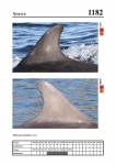 2019 East Coast Scotland Bottlenose Dolphin Photo-ID Catalogue, image ID 2113