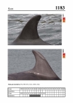 2019 East Coast Scotland Bottlenose Dolphin Photo-ID Catalogue, image ID 2114