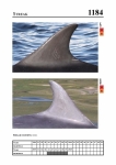 2019 East Coast Scotland Bottlenose Dolphin Photo-ID Catalogue, image ID 2115