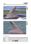 2019 East Coast Scotland Bottlenose Dolphin Photo-ID Catalogue, image ID 2116