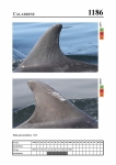 2019 East Coast Scotland Bottlenose Dolphin Photo-ID Catalogue, image ID 2117