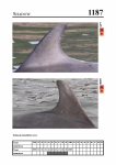 2019 East Coast Scotland Bottlenose Dolphin Photo-ID Catalogue, image ID 2118