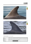 2019 East Coast Scotland Bottlenose Dolphin Photo-ID Catalogue, image ID 2119