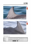 2019 East Coast Scotland Bottlenose Dolphin Photo-ID Catalogue, image ID 2120
