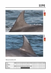 2019 East Coast Scotland Bottlenose Dolphin Photo-ID Catalogue, image ID 2121