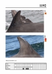 2019 East Coast Scotland Bottlenose Dolphin Photo-ID Catalogue, image ID 2122