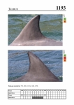 2019 East Coast Scotland Bottlenose Dolphin Photo-ID Catalogue, image ID 2123