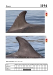 2019 East Coast Scotland Bottlenose Dolphin Photo-ID Catalogue, image ID 2124